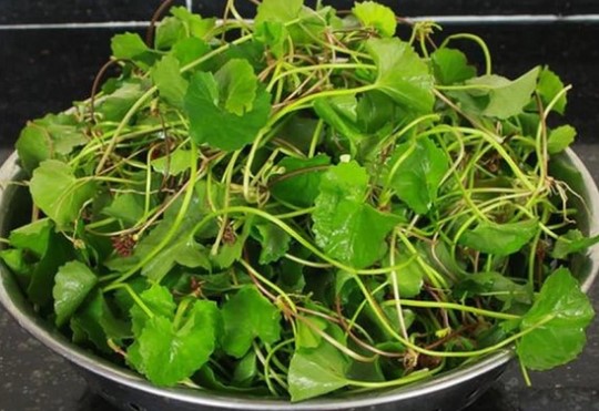 Loại rau vừa đắng vừa chát ai cũng chê, nhưng lại là 'bảo dược' chữa nhiều bệnh, phụ nữ nên dùng để giảm mụn