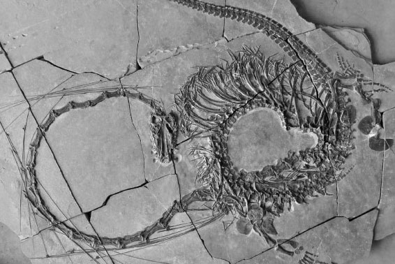 Trung Qu&#x1ED1;c: L&#x1ED9; di&#x1EC7;n sinh v&#x1EAD;t l&#x1EA1; gi&#x1ED1;ng r&#x1ED3;ng v&#xE0; qu&#xE1;i v&#x1EAD;t h&#x1ED3; Loch Ness