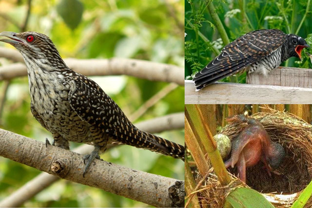 Việt Nam sở hữu loài chim bạc tình, lưu manh nhất thế giới: Ác từ trong trứng, miễn nhiễm với độc tố