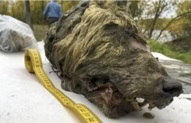 Bắc cực tiếp tục sốt, hài cốt động vật tiền sử tiếp tục được phát hiện, ẩn giấu nguy hiểm khủng khiếp!