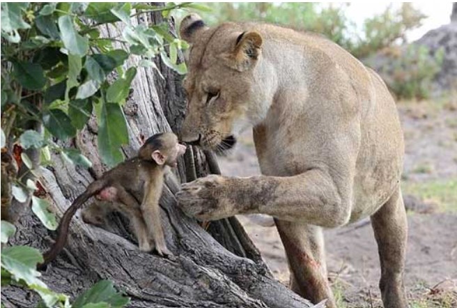 Giết khỉ mẹ, sư tử cái cưng nựng khỉ con