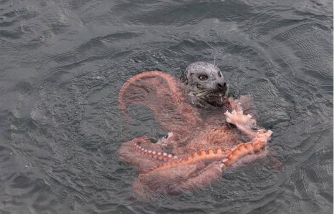 Cuộc chiến giữa sư tử biển và bạch tuộc khổng lồ