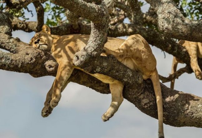 'Chết cười' sư tử ngủ vắt vẻo trên cây tránh nắng