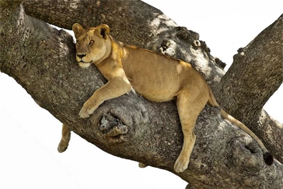 sư tử,sư tử ngủ vắt vẻo trên cây,sư tử ngủ trên cây tránh nắng