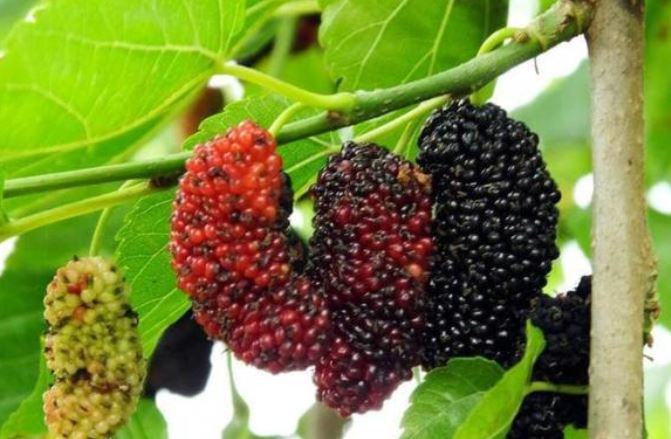 Người xưa răn dạy: 'Cây âm trước nhà giàu mấy cũng lụi, hưng mấy cũng tàn', cây âm là gì? Nhà bạn có không?