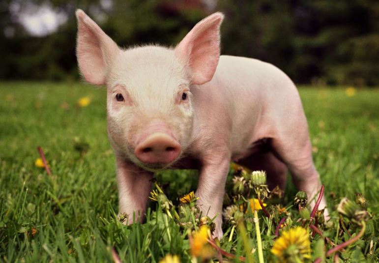 7 loài động vật thông minh nhất thế giới: Cá heo đứng thứ 2, 'sốc nặng' với vị trí của lợn