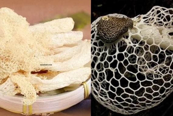 Cận cảnh loại nấm quý hiếm độc lạ: Giá tận 1 triệu/kg, dân tình ‘mê như điếu đổ’