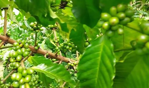 Giá nông sản ngày 14/3/2024: 3 nguyên nhân đẩy cà phê thế giới giảm mạnh