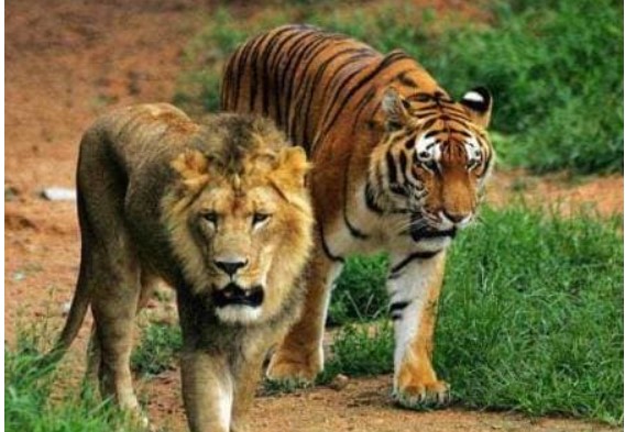 Hổ dữ như sư tử, tại sao người Trung Quốc xưa lại chọn đặt tượng hổ đá trước lăng mộ còn sư tử đá trước cổng nhà?