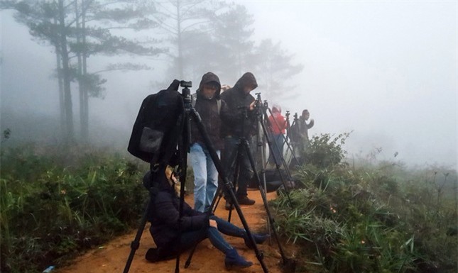 Mê hoặc vùng chim đặc hữu cao nguyên Đà Lạt ảnh 9