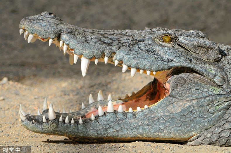 Người đàn ông 48 tuổi bị đàn cá sấu tấn công khi đang ở dưới sông, lúc vớt lên thì thi thể đã bị phân thành nhiều mảnh