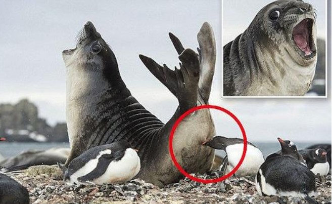 'Chết cười' trước khoảnh khắc hải cẩu bị cắn trúng 'bàn tọa'
