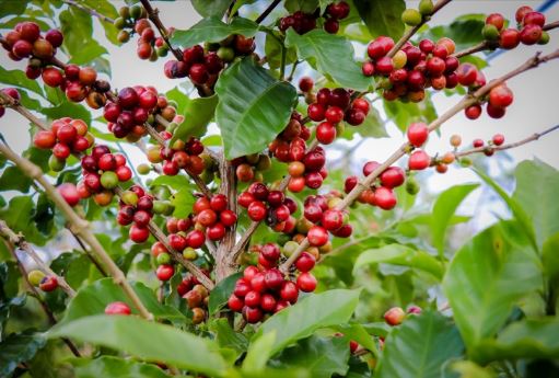 Giá nông sản ngày 15/3/2024: Giá cà phê và giá tiêu cùng tăng