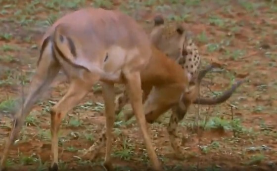 Clip: Linh dương diễn màn giả chết cực đỉnh nhưng vẫn không thể thoát chết