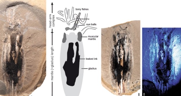 Phát hiện 'ma cà rồng'183 triệu tuổi đang ăn thì ngạt thở chết