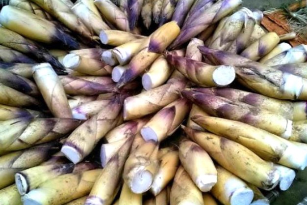 Măng đắng: Đặc sản vùng núi xứ Thanh