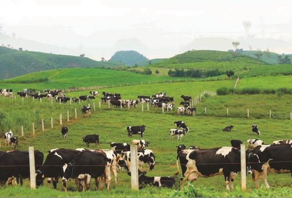 Kiến nghị bãi bỏ các quy định gây lãng phí trong chăn nuôi