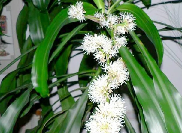 Vị trí tốt nhất trồng Thiết Mộc Lan: Chỉ cần 1 cây nhỏ cũng hút tài lộc, gia chủ lắm tiền nhiều của