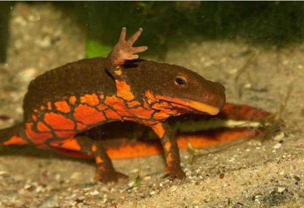 Một loài cá được coi là 'báu vật của Tam Đảo': Có thể là hậu duệ của khủng long, được đưa vào Sách đỏ Việt Nam