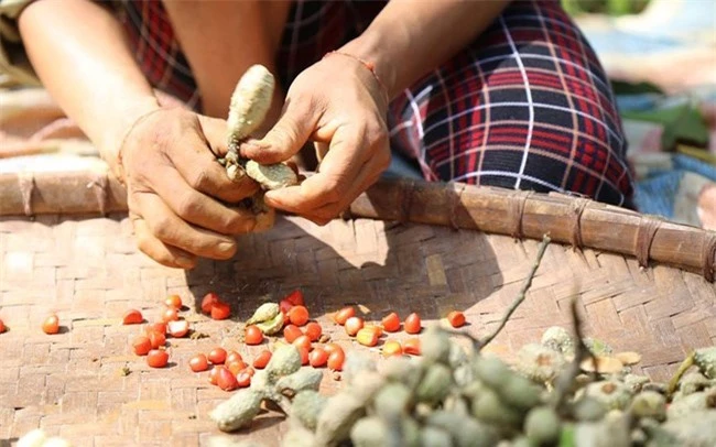 Loại quả xưa không ai bán, nay thành đặc sản được đầu bếp nhà hàng &#34;săn lùng&#34;, giá 3 triệu đồng/kg - 1