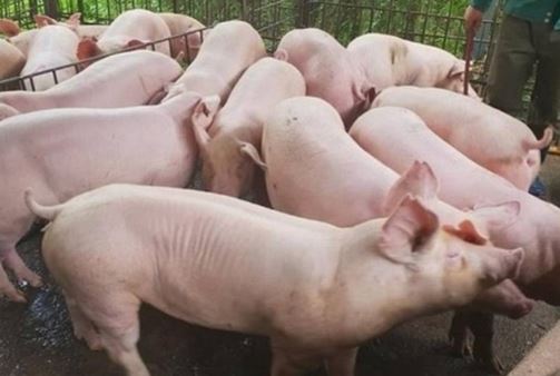 Giá heo hơi hôm nay 16/3/2024: Tăng 3.000 đồng/kg tại miền Trung