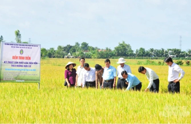 Mô hình HTX sản xuất lúa hữu cơ tại ĐBSCL.