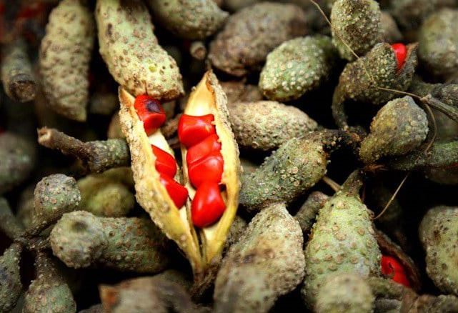 Loại quả xưa không ai bán, nay thành đặc sản được đầu bếp nhà hàng "săn lùng", giá 3 triệu đồng/kg