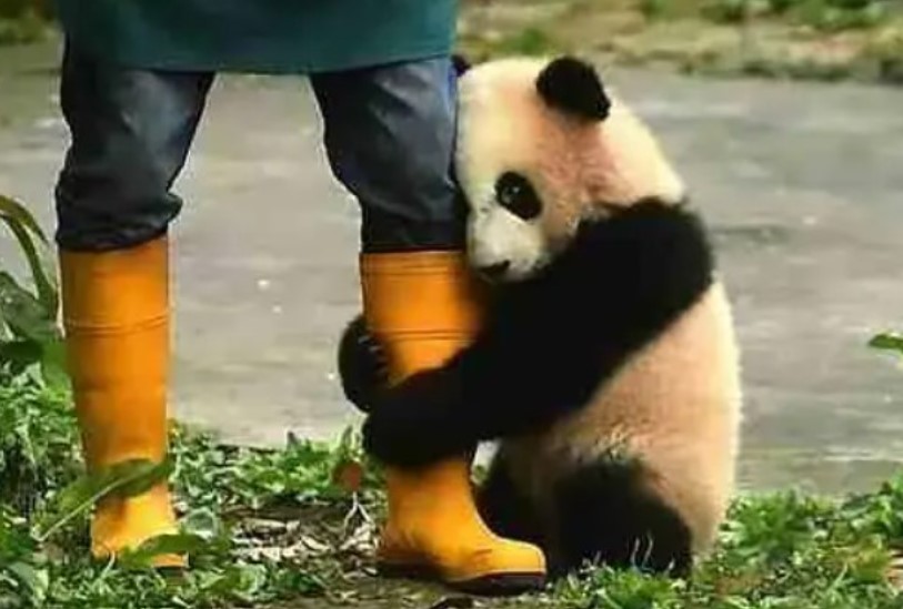 Tại sao gấu trúc lại thích ôm đùi người nuôi? Lý do không phải vì tình cảm?