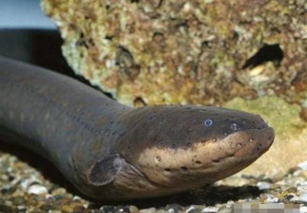 Bốn 'hung thần' sông Amazon hùng mạnh đến mức khiến cá sấu cũng khiếp sợ