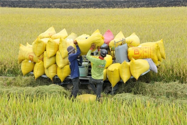 Lúa gạo Việt Nam tiến tới xuất khẩu “được giá, được lượng” - Ảnh 1.