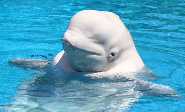 Tại sao một số loài cá voi trải qua thời kỳ mãn kinh giống hệt con người?