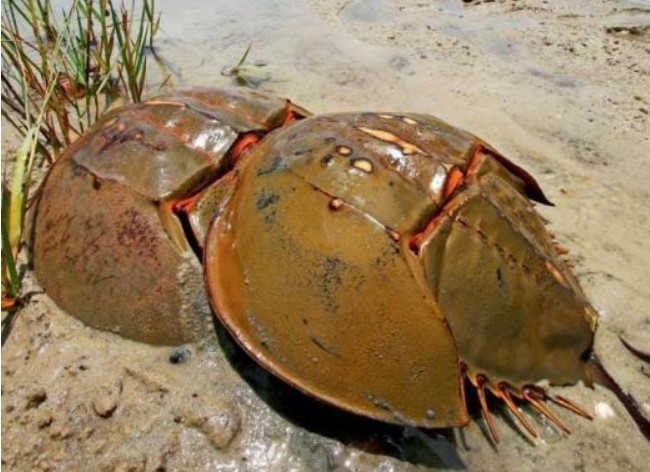 Top 10 loài động vật sống thọ nhất thế giới, bạn biết bao nhiêu?