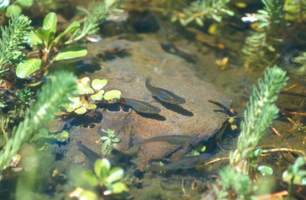 Loài cá chưa tới 10 cm, sống không quá 2 năm, xâm lấn khiến nước Mỹ “tuyển” robot truy đuổi