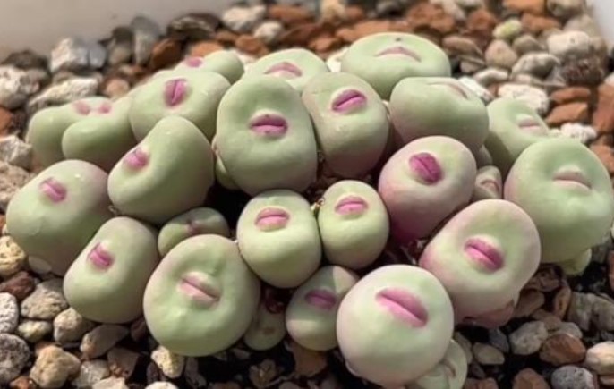 Loài cây có hình dáng y như mặt người, có đôi môi hồng quyến rũ, tưởng photoshop nhưng hoàn toàn là ảnh thật