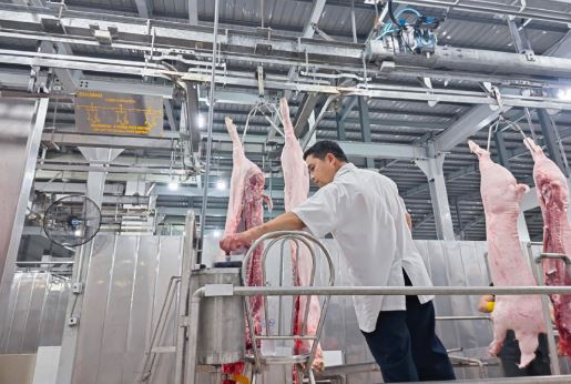 Giá heo hơi hôm nay 18/3/2024: Miền Nam cao nhất 61.000 đồng/kg