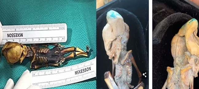 Tìm thấy xác ướp bào thai với hộp sọ thon dài, chuyên gia xác định có tuổi thọ 800 năm?