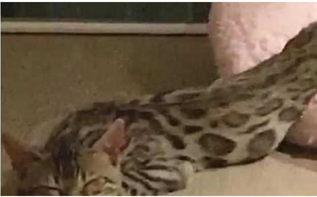 Thiếu nữ nửa đêm đi vệ sinh phát hiện trong nhà có một con 'quái vật trăn đầu mèo', lại gần không thể bình tĩnh được