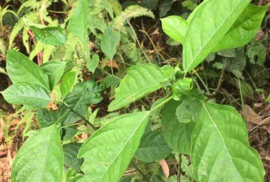 Loại rau mọc dại xưa hái cho lợn ăn, nay thành món đặc sản nổi tiếng Thái Nguyên, nhiều người chưa được ăn thử