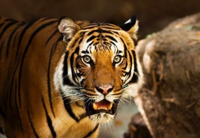 Sau biến động, 4 con giáp này làm ăn dễ “thăng hoa”, phát tài phát lộc, “đánh đâu thắng đấy”