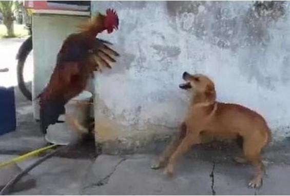 Con gà trống được nuôi ở nông thôn, lớn lên nó 'thống trị' cả làng, chó phải chạy trốn khi thấy nó