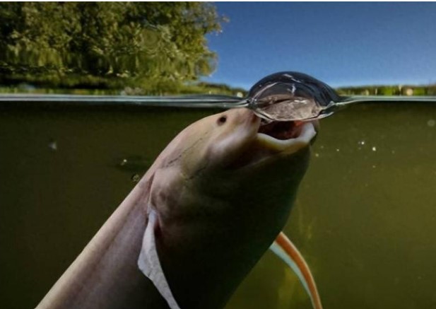 Loài cá sống sót trong lòng đất mấy tháng trời không ăn uống, muốn bắt phải đào lên như khoai