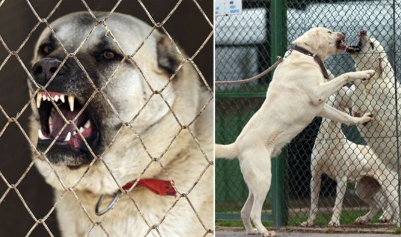 Loài chó mạnh ngang sư tử là ‘khắc tinh’ của loài sói, được in hình trên tiền của 1 quốc gia