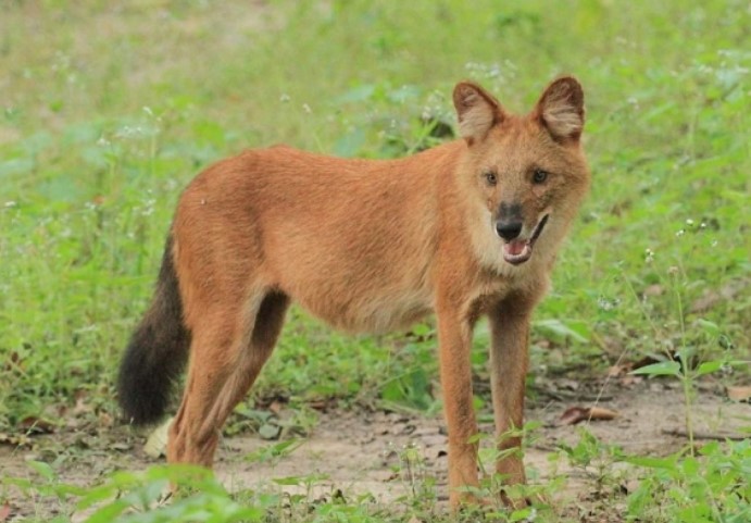 Loài chó siêu hiếm có trong Sách Đỏ Việt Nam: Kẻ thù của hổ báo, khả năng săn mồi 'nhanh như chớp'