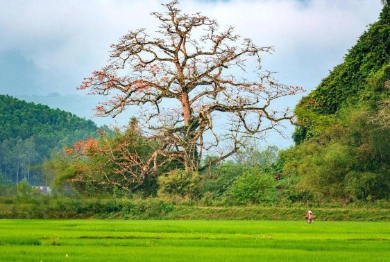 Cây gạo hơn 500 tuổi - cây di sản đầu tiên của Quảng Bình có gì đặc biệt?