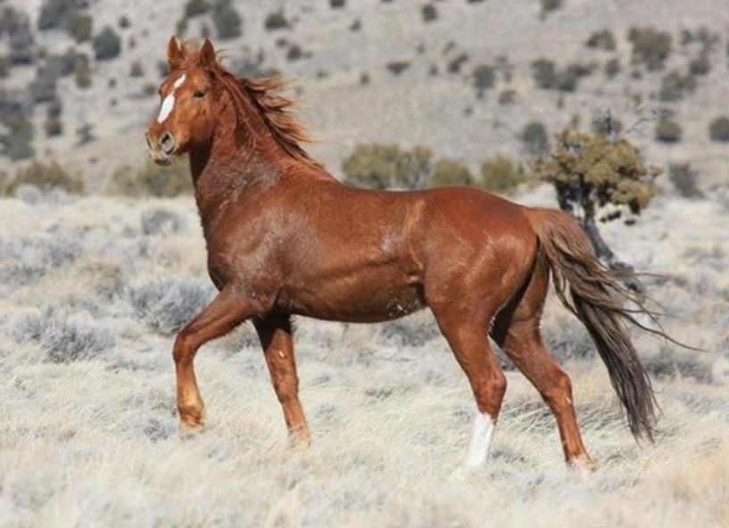 Cưới được 4 con giáp này làm vợ, người đàn ông sẽ thật may mắn, cuộc sống ngày càng giàu có hơn