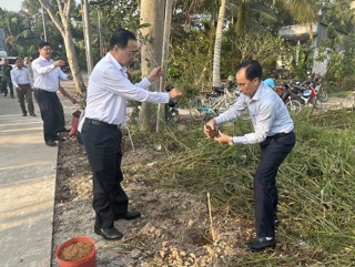 Cần Thơ: Phát động mô hình trồng cây mai vàng tại huyện Phong Điền