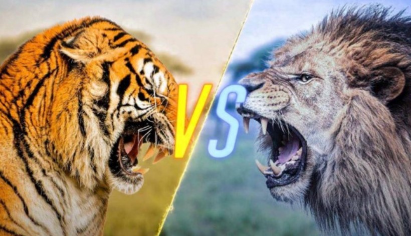 Đâu là vua của các loài động vật? So sánh sức mạnh giữa hổ và sư tử khi đối kháng