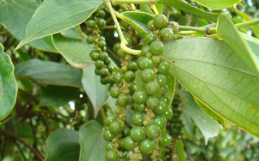 Giá nông sản ngày 20/3/2024: Tiếp tục tăng vào neo ở mức cao