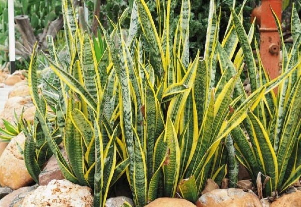 Tuổi này đại kỵ với cây Lưỡi Hổ: Trồng 1 cây cũng đủ tổn phúc, tiền của không cánh mà bay