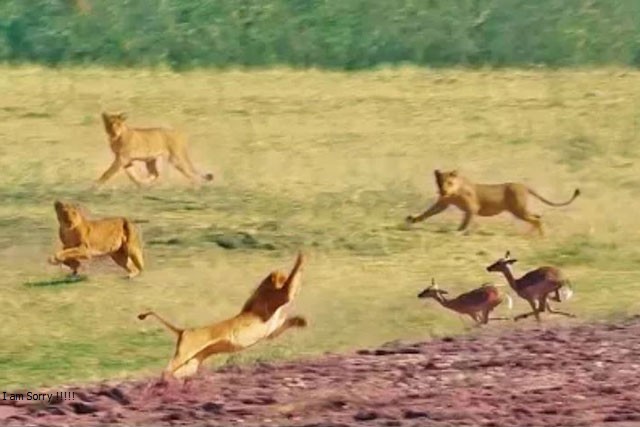 CLIP: Linh dương né đòn tuyệt đỉnh giữa vòng vây của 22 sư tử nhưng cái kết vẫn quá buồn